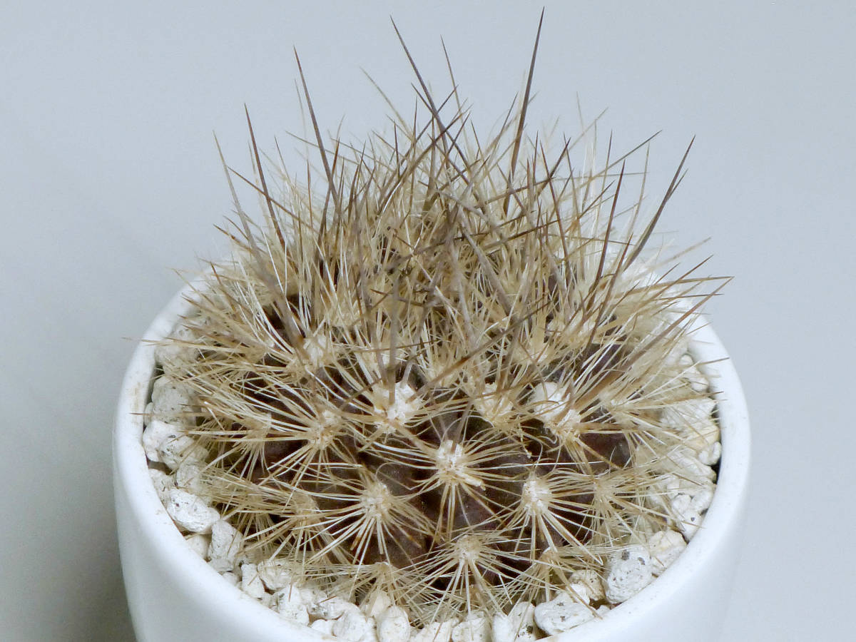 Neoporteria atrispinosa KK42 ネオポルテリア・アトリスピノサ（≒Eriosyce villosa， 混乱玉， 紺鸞玉） チリ 海外実生株 エリオシケ