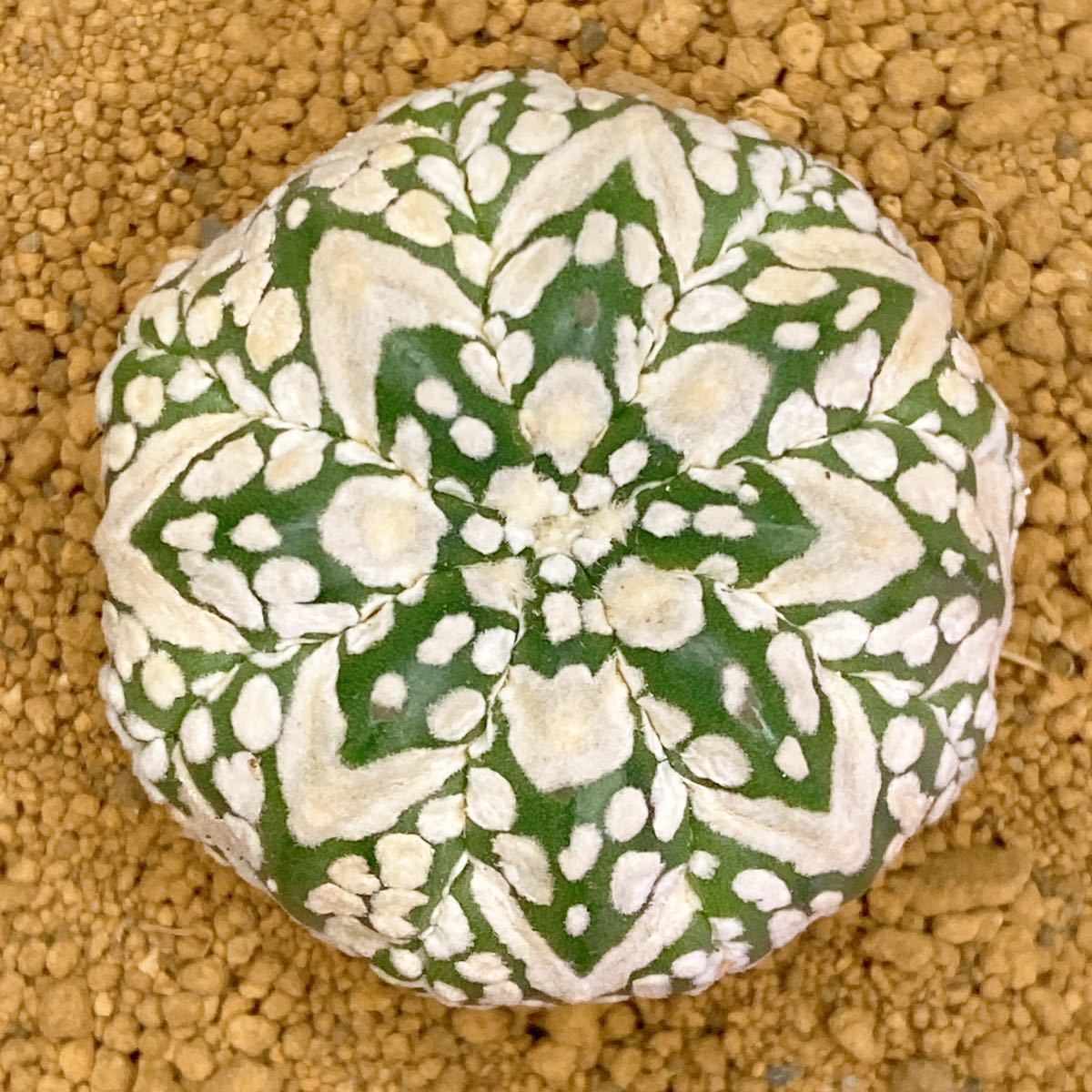 敷レアV タイプ! 多肉植物 サボテン アストロフィツム スーパー兜 国内実生 現品 一品限り Astrophytum Asterias Superkabuto V-type