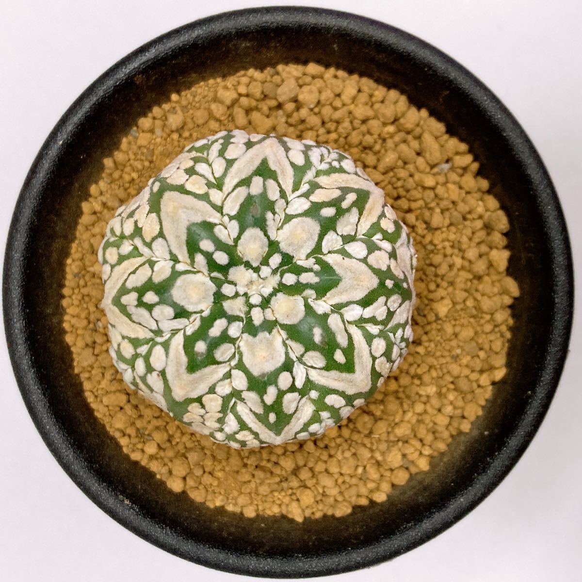 敷レアV タイプ! 多肉植物 サボテン アストロフィツム スーパー兜 国内実生 現品 一品限り Astrophytum Asterias Superkabuto V-type