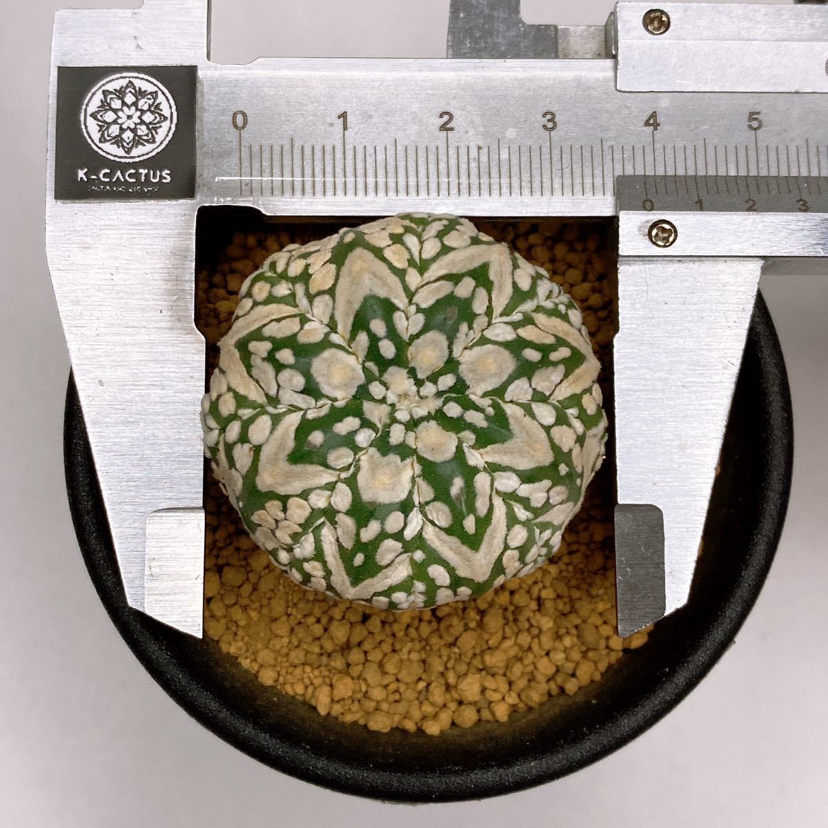 敷レアV タイプ! 多肉植物 サボテン アストロフィツム スーパー兜 国内実生 現品 一品限り Astrophytum Asterias Superkabuto V-type