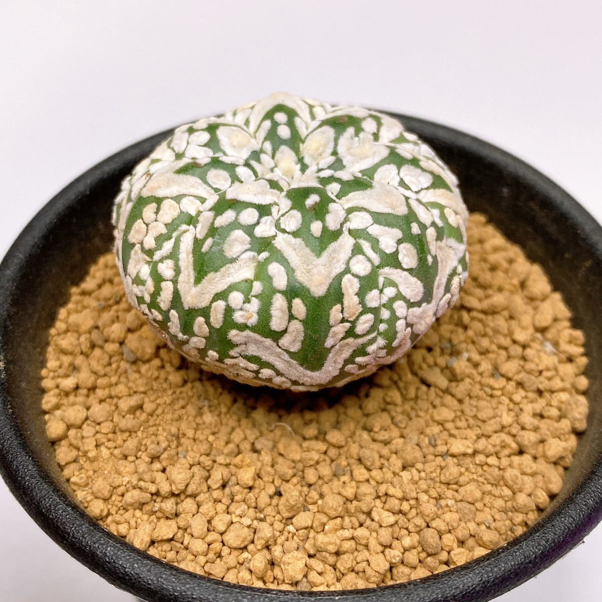 敷レアV タイプ! 多肉植物 サボテン アストロフィツム スーパー兜 国内実生 現品 一品限り Astrophytum Asterias Superkabuto V-type