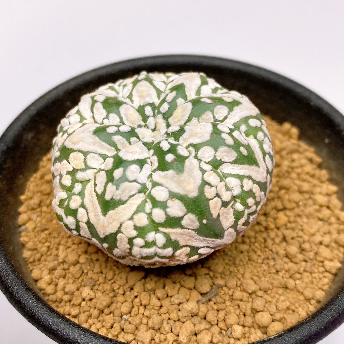 敷レアV タイプ! 多肉植物 サボテン アストロフィツム スーパー兜 国内実生 現品 一品限り Astrophytum Asterias Superkabuto V-type