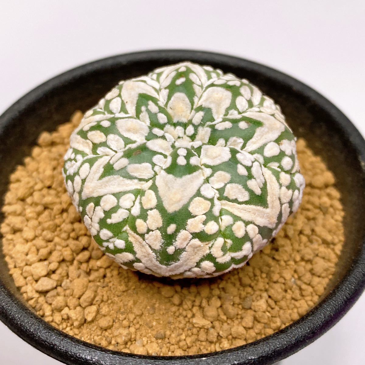 敷レアV タイプ! 多肉植物 サボテン アストロフィツム スーパー兜 国内実生 現品 一品限り Astrophytum Asterias Superkabuto V-type