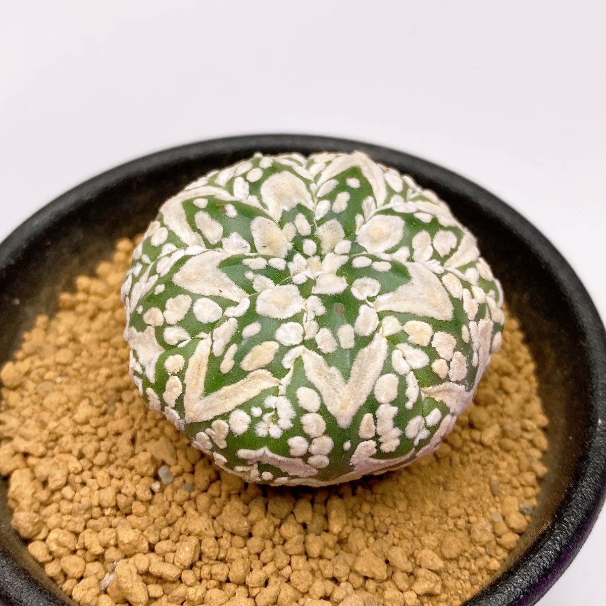 敷レアV タイプ! 多肉植物 サボテン アストロフィツム スーパー兜 国内実生 現品 一品限り Astrophytum Asterias Superkabuto V-type
