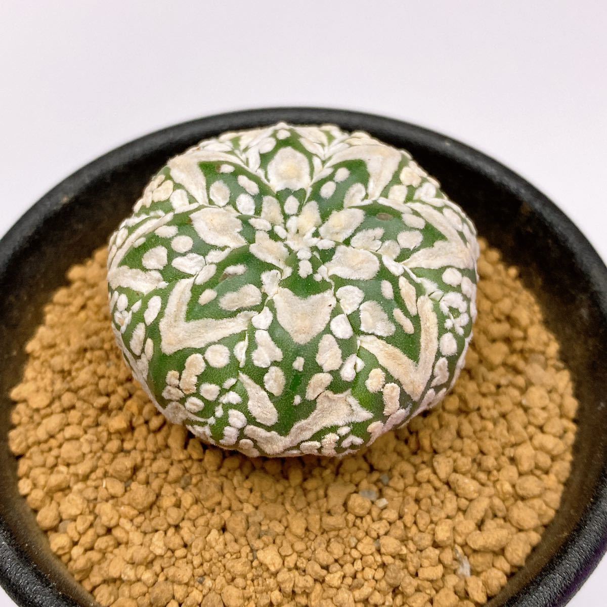 敷レアV タイプ! 多肉植物 サボテン アストロフィツム スーパー兜 国内実生 現品 一品限り Astrophytum Asterias Superkabuto V-type