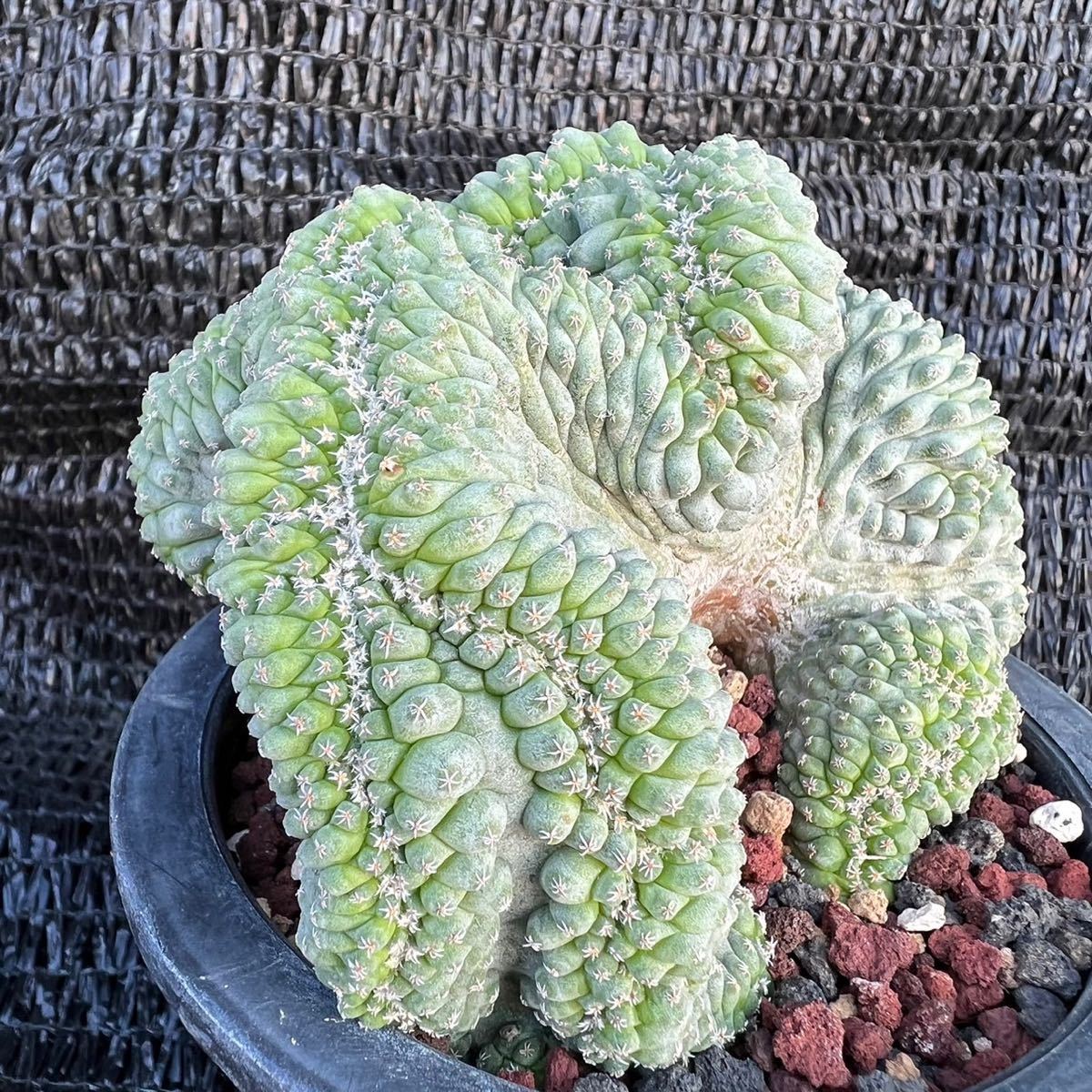 菊水 実生 サボテン 綴化 ストロンボカクタス 菊水綴化 多肉植物 