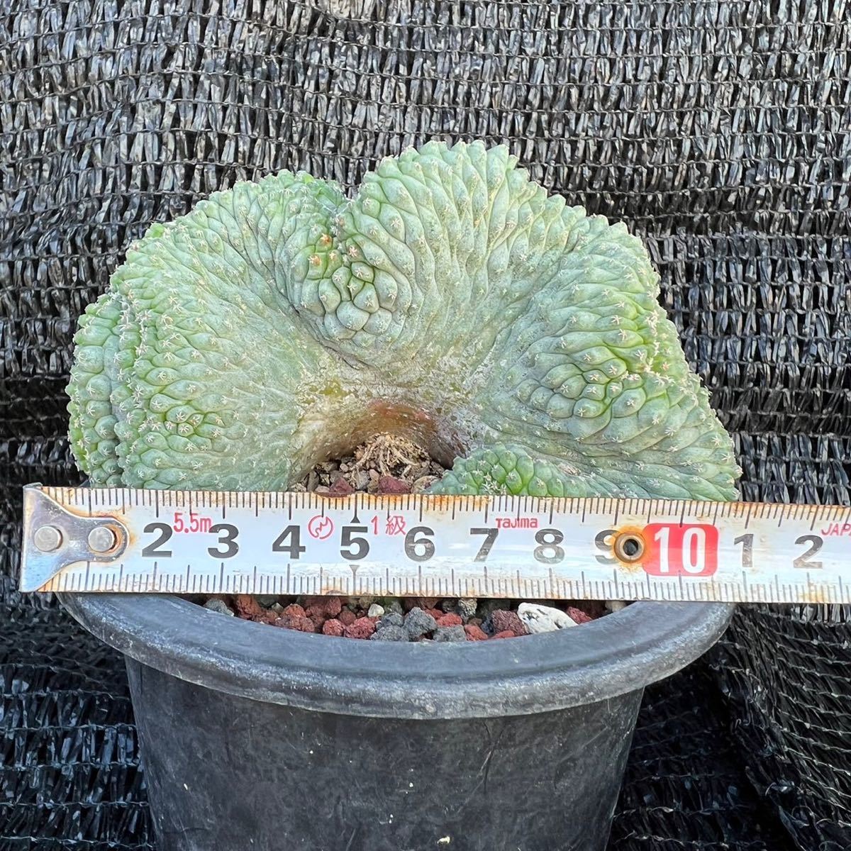 菊水 実生 サボテン 綴化 ストロンボカクタス 菊水綴化 多肉植物 