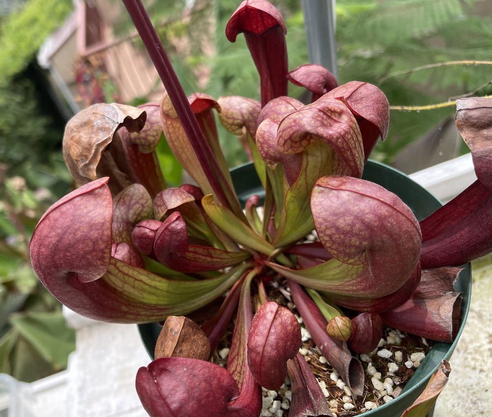 Sarracenia「立浪」(食虫植物 サラセニア)(観葉植物)｜売買された 
