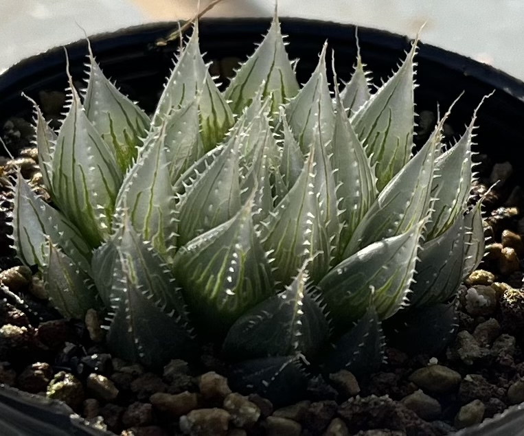 ハオルチア 村雨 Haworthia harry'Murasame'(サボテン)｜売買された