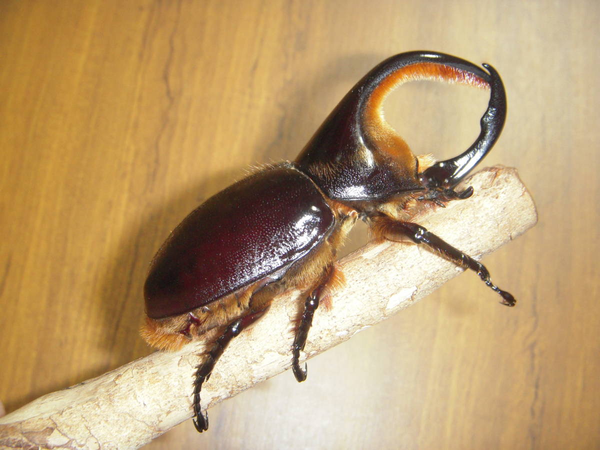 ①サタンオオカブト 成虫ペア 未後食 CBF1 月夜野きのこ園クワガタ菌床