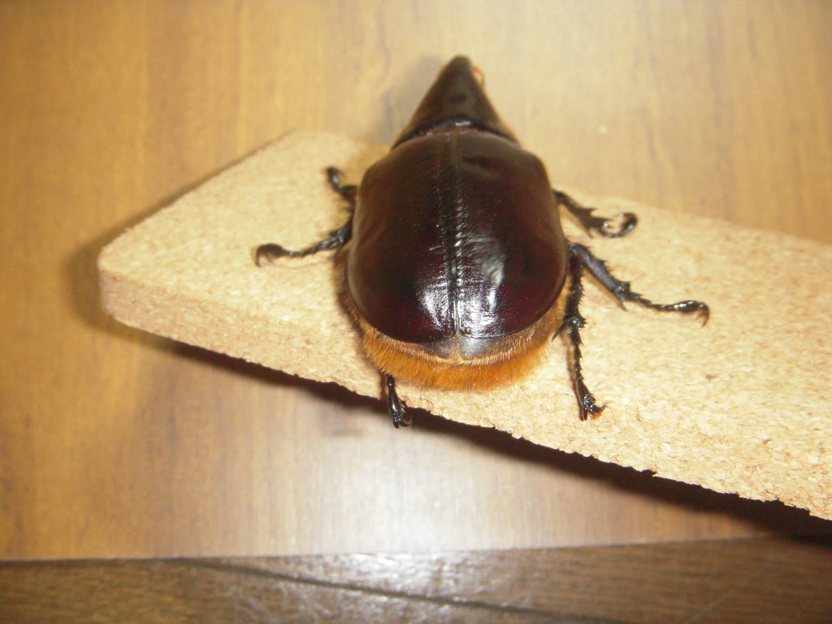 ①サタンオオカブト 成虫ペア 未後食 CBF1 月夜野きのこ園クワガタ菌床