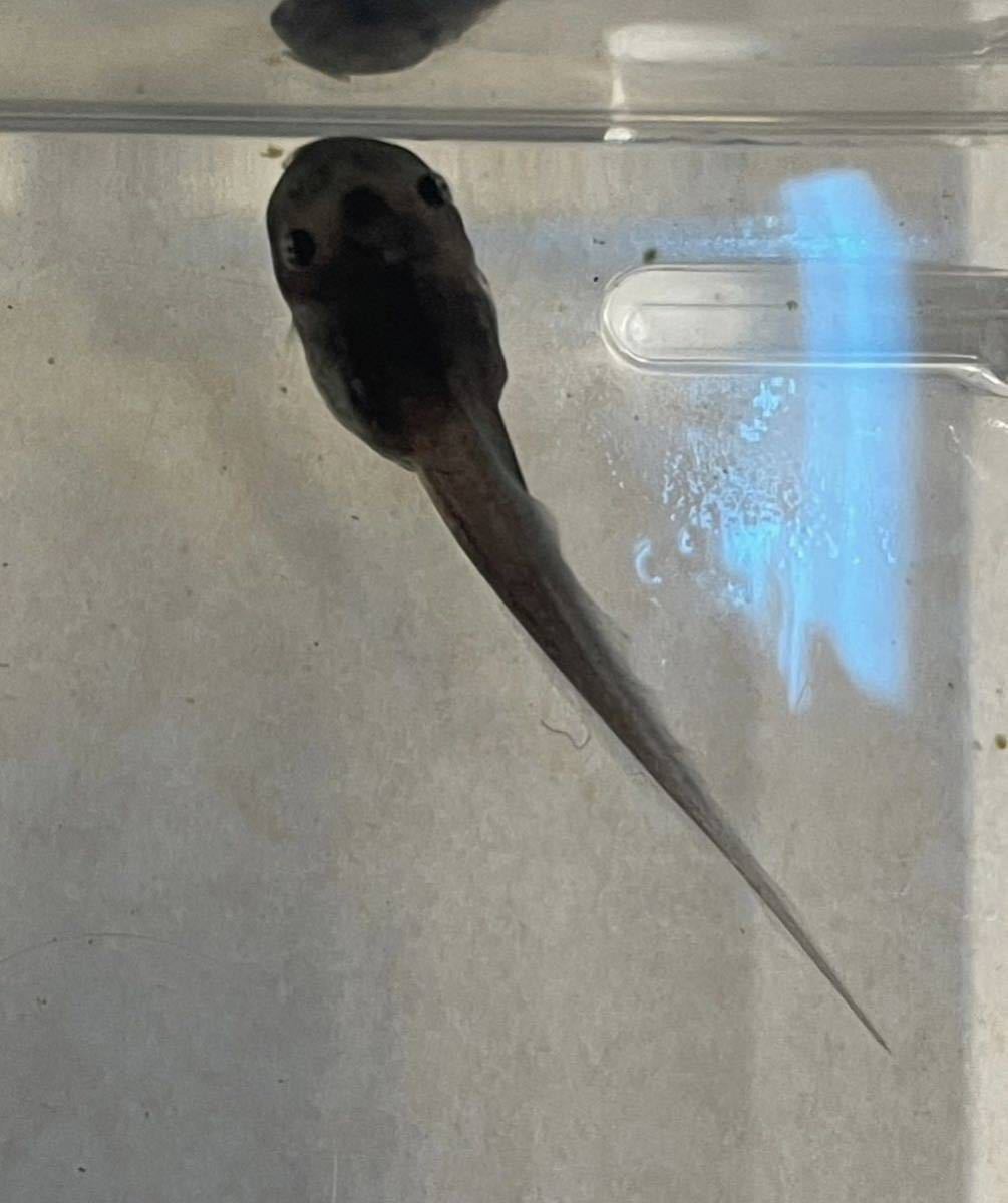 【Bears Frog】ミルキーフロッグ おたまじゃくし5匹 北海道、九州、沖縄発送不可 送料無料!
