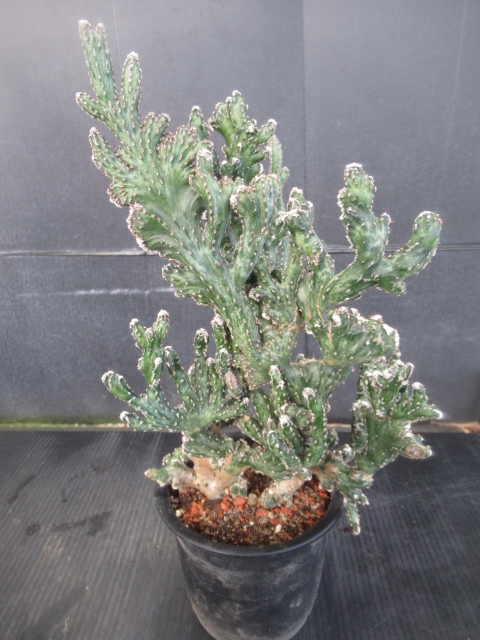 超激得，新作 ＫＮ 残雪の峰 モンヴィレア スペガッチニー ＣＶ MONVILLEA SPEGAZZINII CV 0.8Ｍ以下(サボテン)｜売買されたオークション情報、yahooの商品情報をアーカイブ公開 - オークファン サボテン