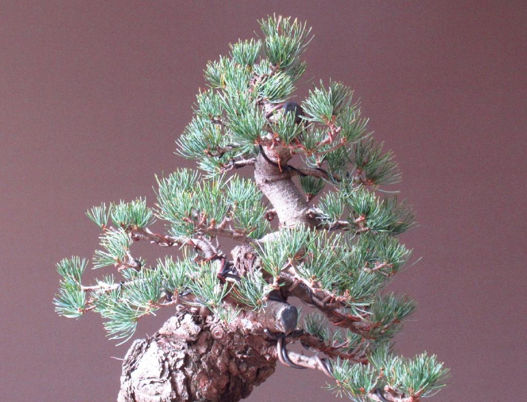 五葉松盆栽」銀八房【宮島五葉】極古接木(589)