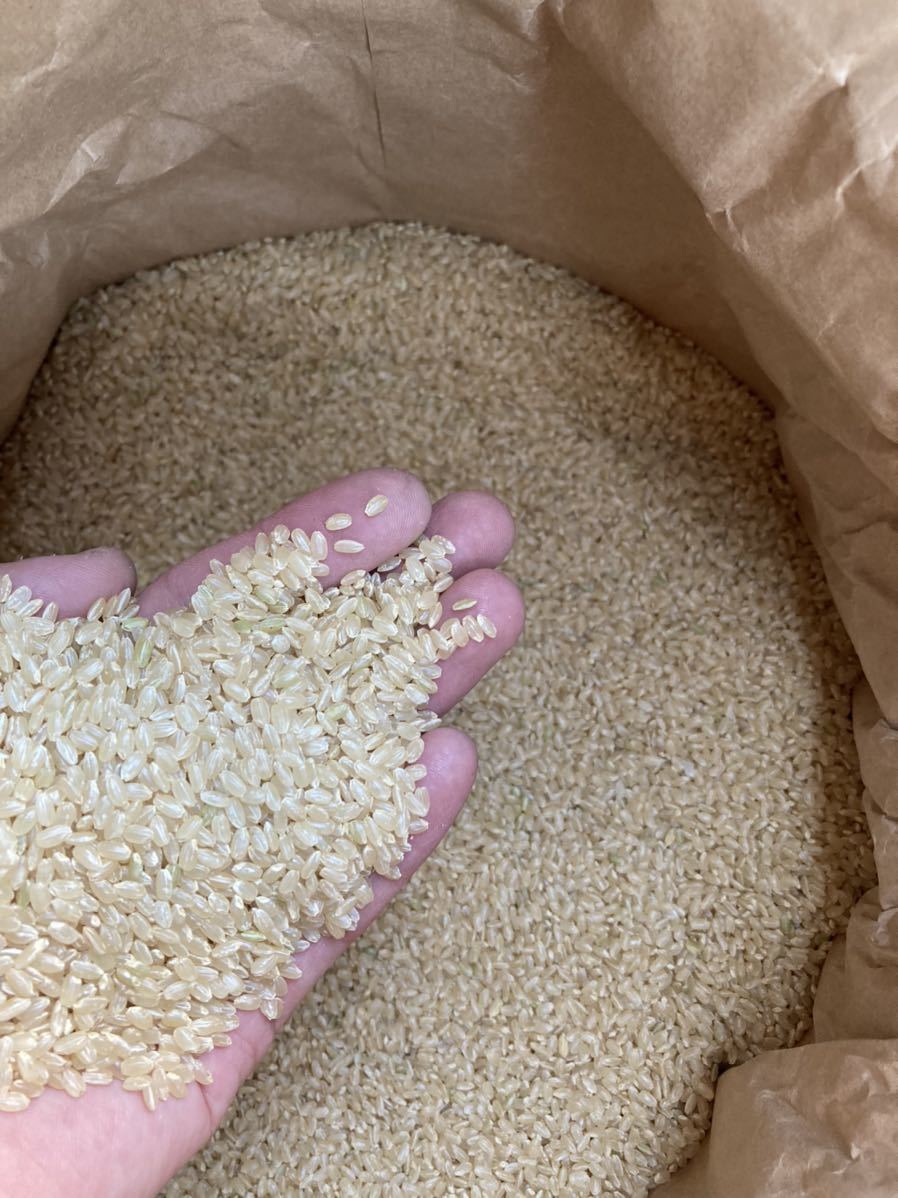 きぬむすめ 玄米 30kg 玄米30kg お米 和歌山 30キロ 新米 公式通販