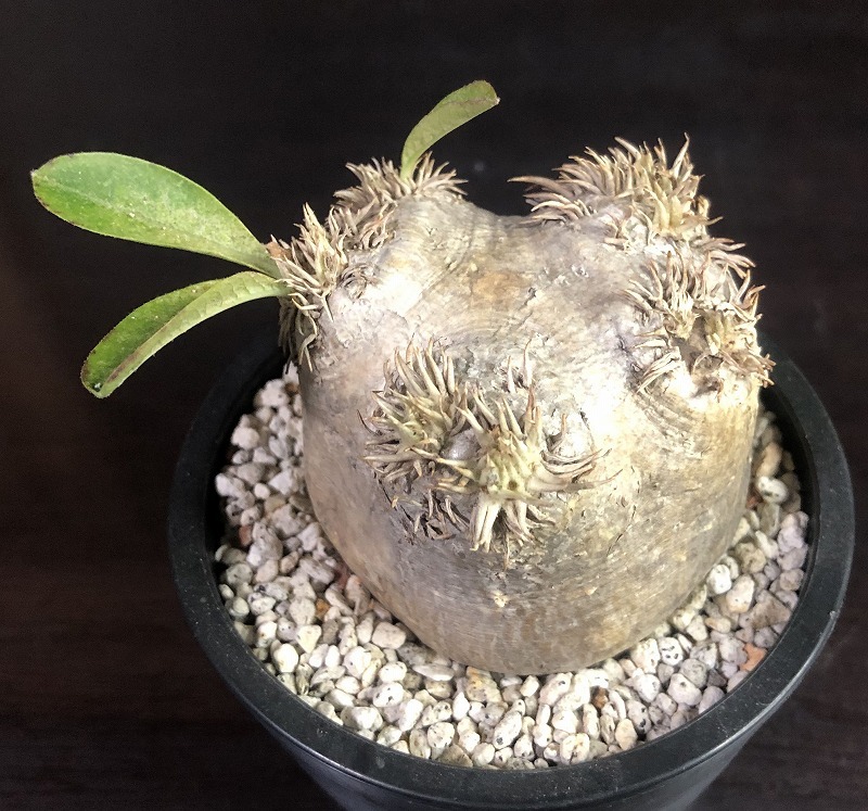恵比寿笑い　Pachypodium brevicaule　　パキポディウム　塊根植物