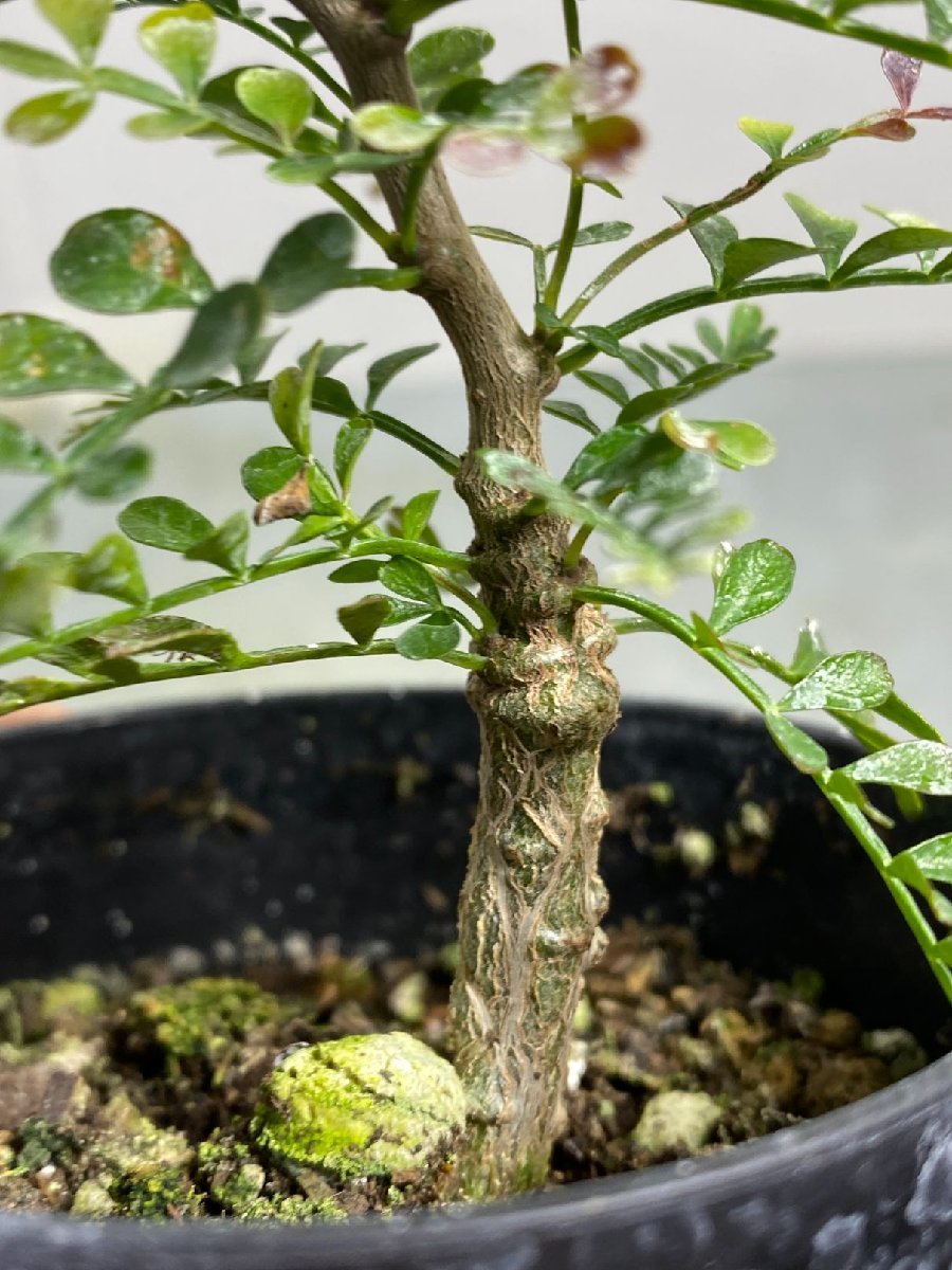 卯742 「初売りセール」オペルクリカリア　パキプス　2年株【発根株・Operculicarya pachypus・塊根植物・実生・葉落ち可能性】