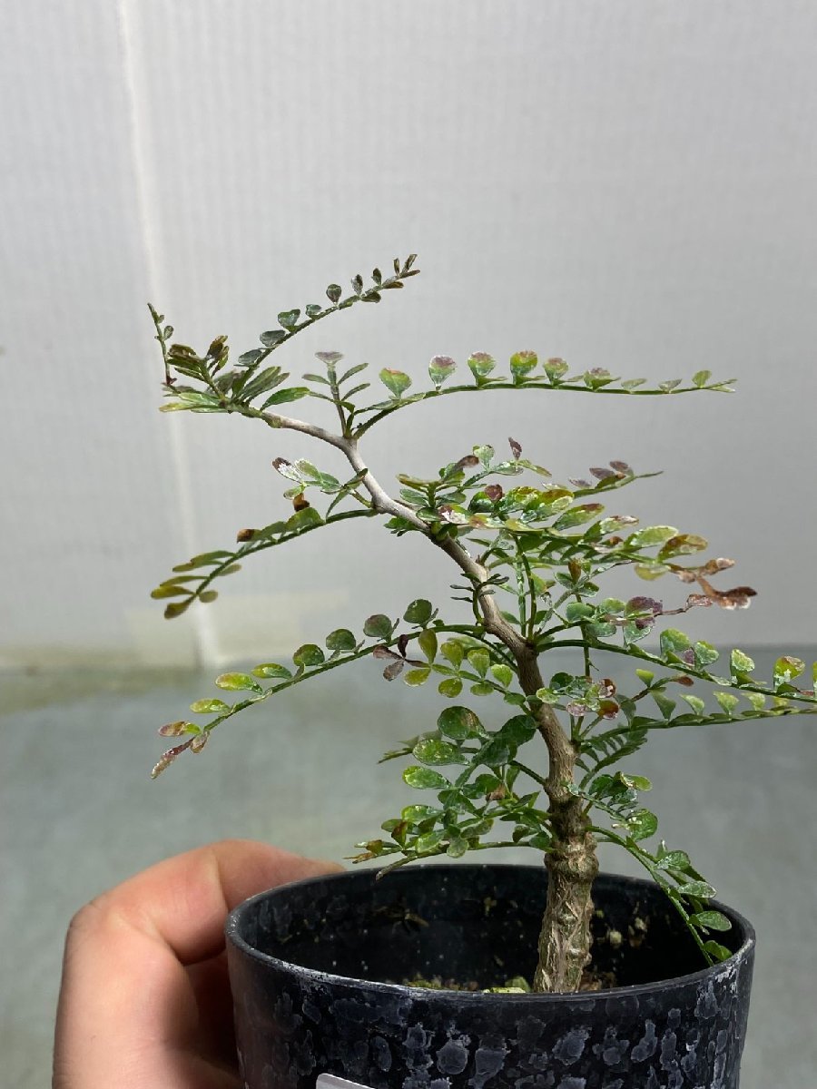 卯742 「初売りセール」オペルクリカリア　パキプス　2年株【発根株・Operculicarya pachypus・塊根植物・実生・葉落ち可能性】