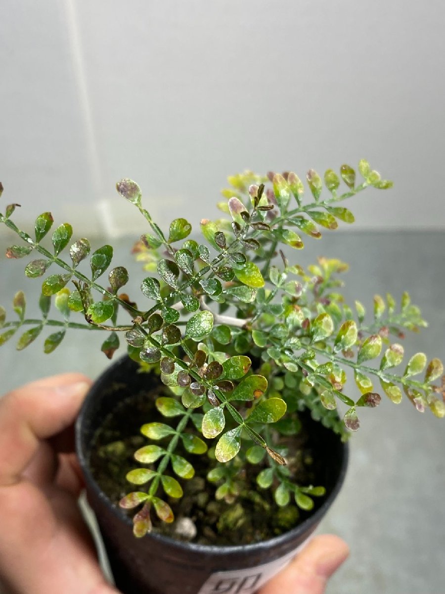 卯742 「初売りセール」オペルクリカリア　パキプス　2年株【発根株・Operculicarya pachypus・塊根植物・実生・葉落ち可能性】