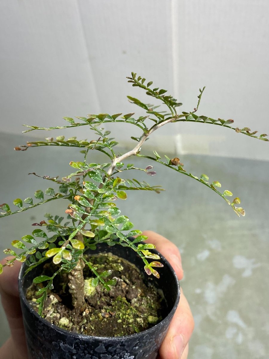 卯742 「初売りセール」オペルクリカリア　パキプス　2年株【発根株・Operculicarya pachypus・塊根植物・実生・葉落ち可能性】