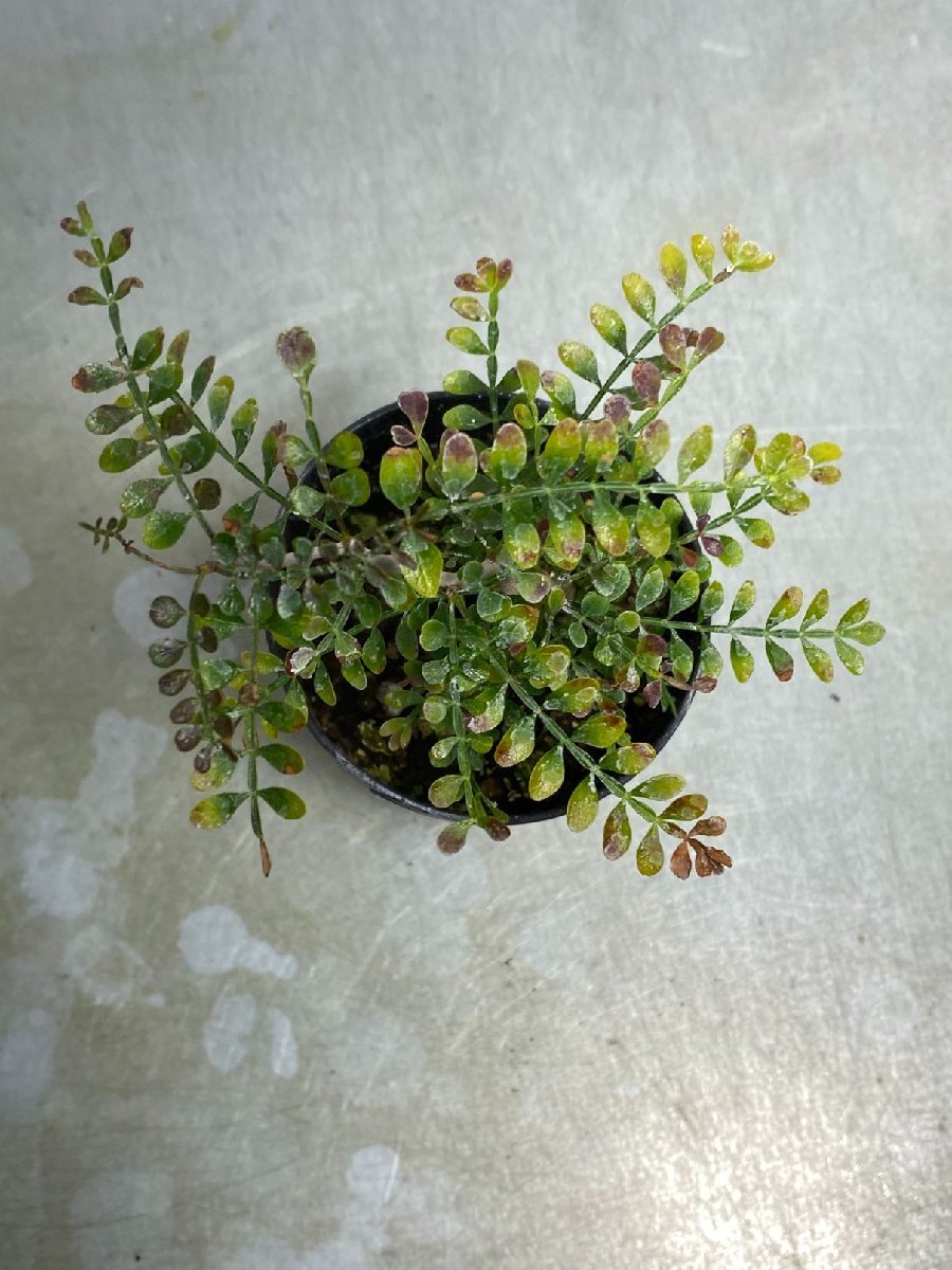 卯742 「初売りセール」オペルクリカリア　パキプス　2年株【発根株・Operculicarya pachypus・塊根植物・実生・葉落ち可能性】