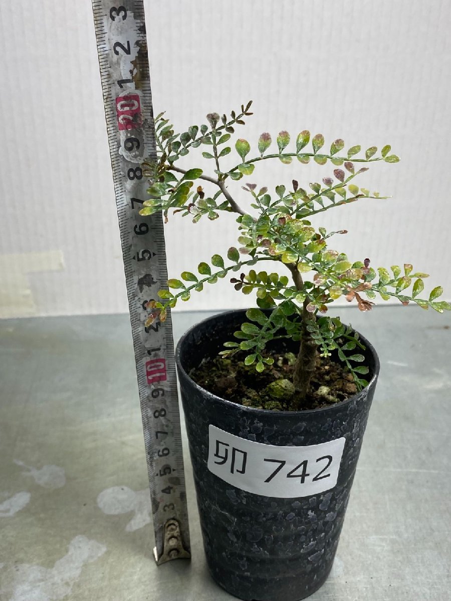 卯742 「初売りセール」オペルクリカリア　パキプス　2年株【発根株・Operculicarya pachypus・塊根植物・実生・葉落ち可能性】