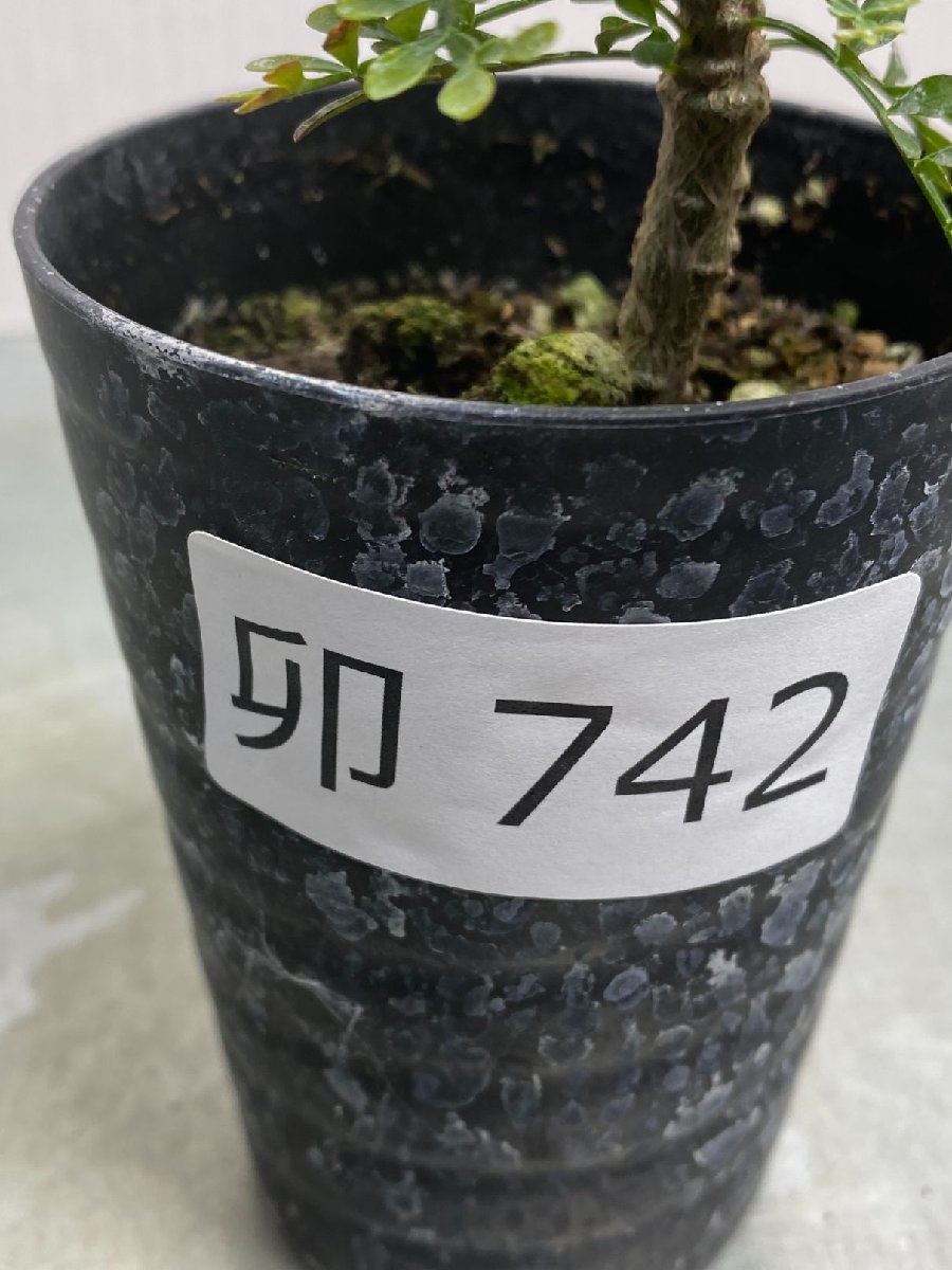 卯742 「初売りセール」オペルクリカリア　パキプス　2年株【発根株・Operculicarya pachypus・塊根植物・実生・葉落ち可能性】