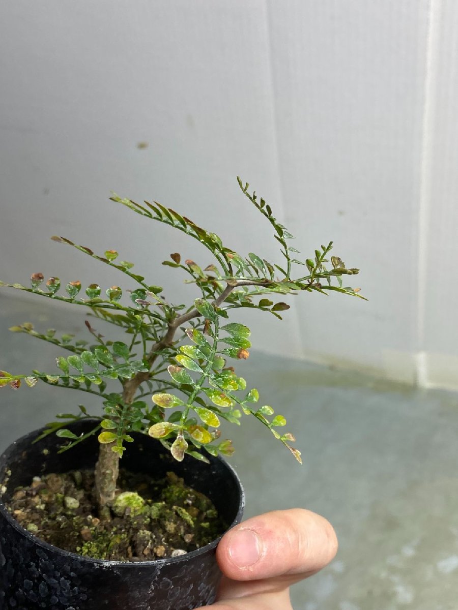 卯742 「初売りセール」オペルクリカリア　パキプス　2年株【発根株・Operculicarya pachypus・塊根植物・実生・葉落ち可能性】