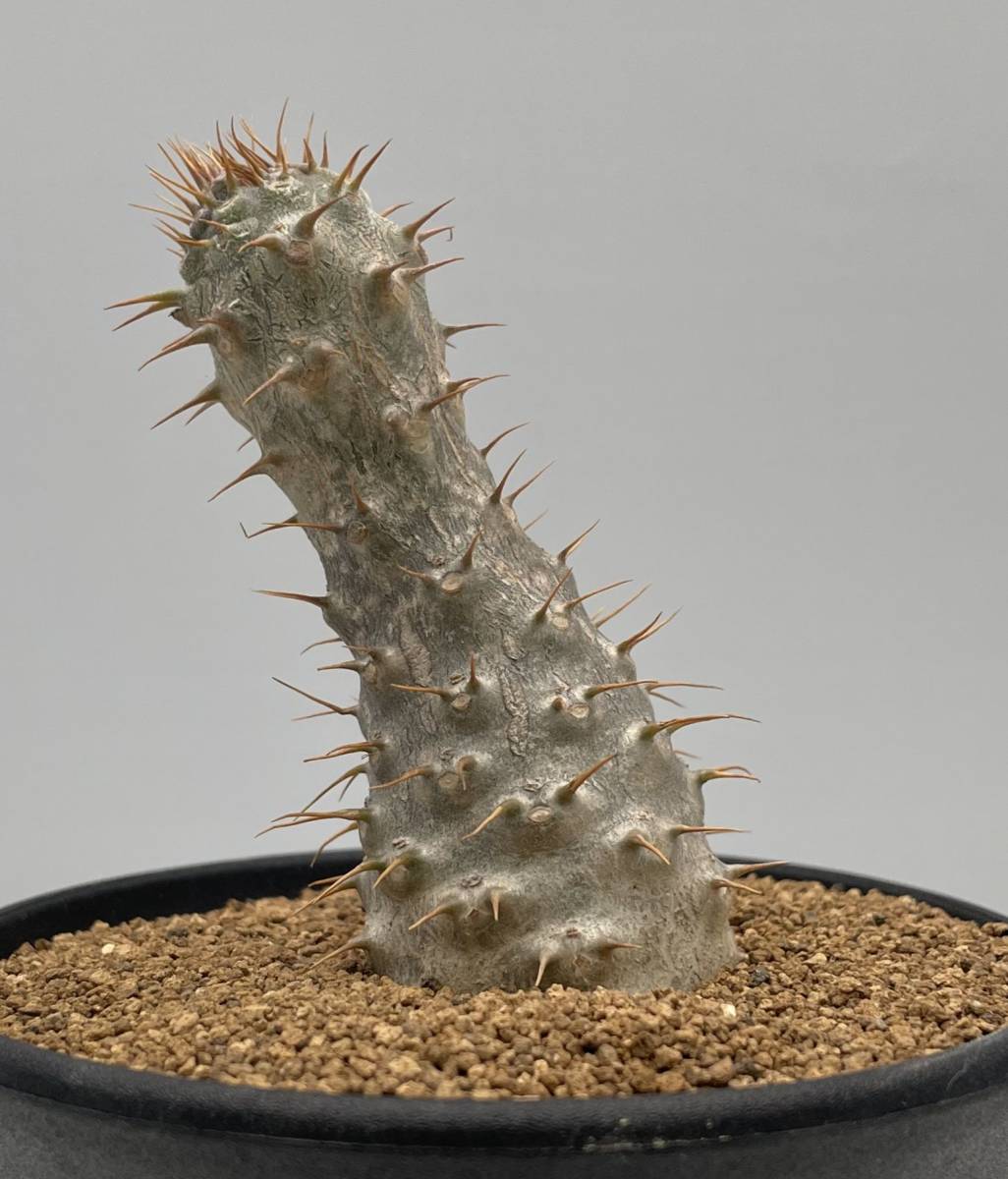 ※奇形・注意【稲穂園芸店】No.38 Pachypodium Gracilius パキポディウム グラキリス