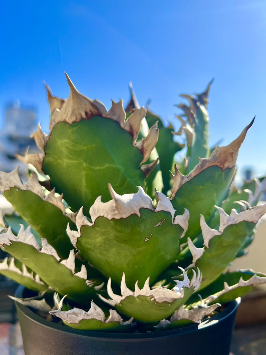 アガベ　レッドキャットウィーズル　コレクション　超特選株