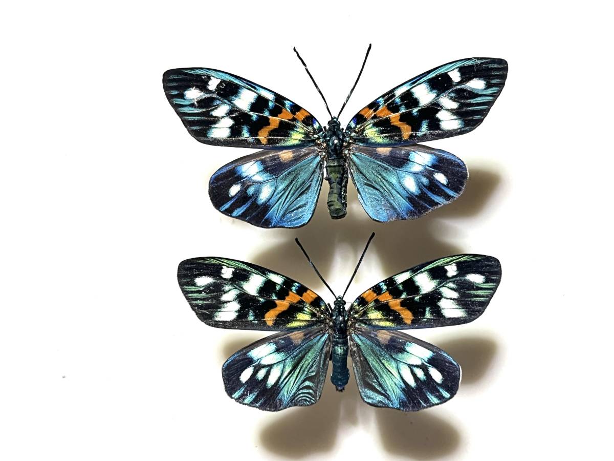極美個体サツマニシキモルフォ蝶 蛾ピカソモスモルフォチョウ