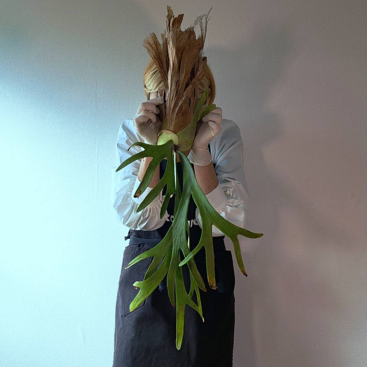 ☆1円スタート☆21L ビカクシダ 植物（大株）☆Platycerium willinckii 