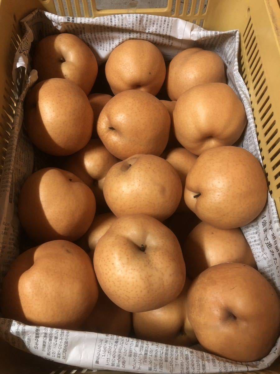 愛宕梨 わけあり 規格外 小玉、大玉混在 約9kg 京丹後産