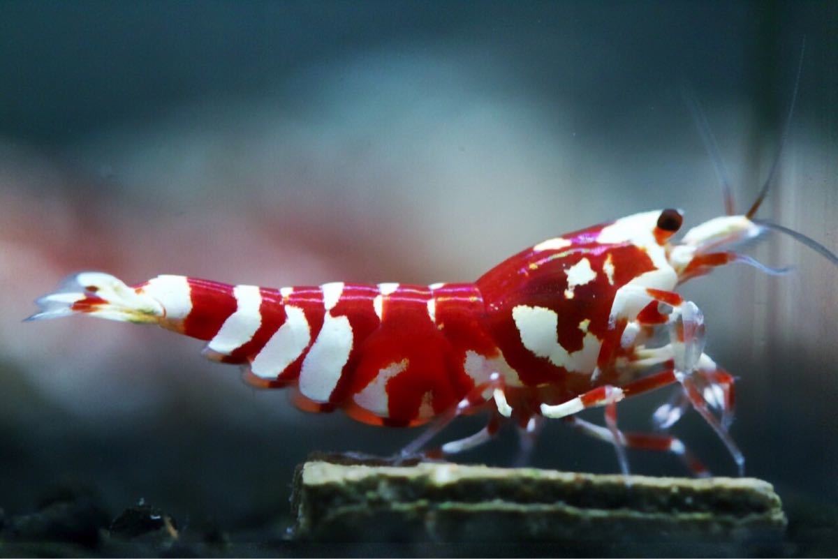 Bee Shrimp 超極上 多分♀ ♀ Howl&Louis》Red ⑤ ハイグレード Bee Shrimp 超極上 多分♀ ♀ Howl&Louis》Red ⑤ ハイグレード