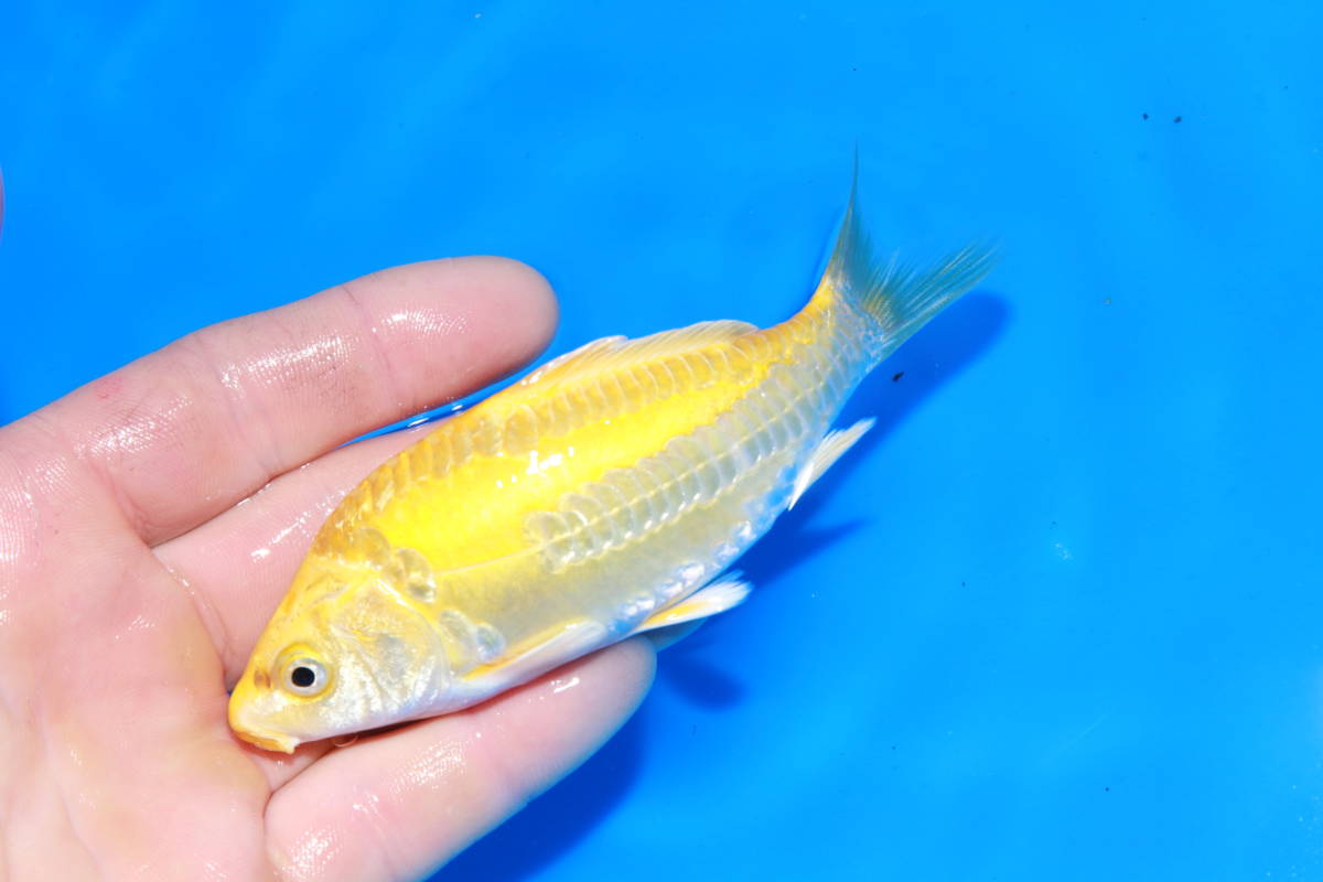 黄金ドイツ　１３㎝水槽飼育に　当歳　◆泳ぐ宝石錦鯉TV◆