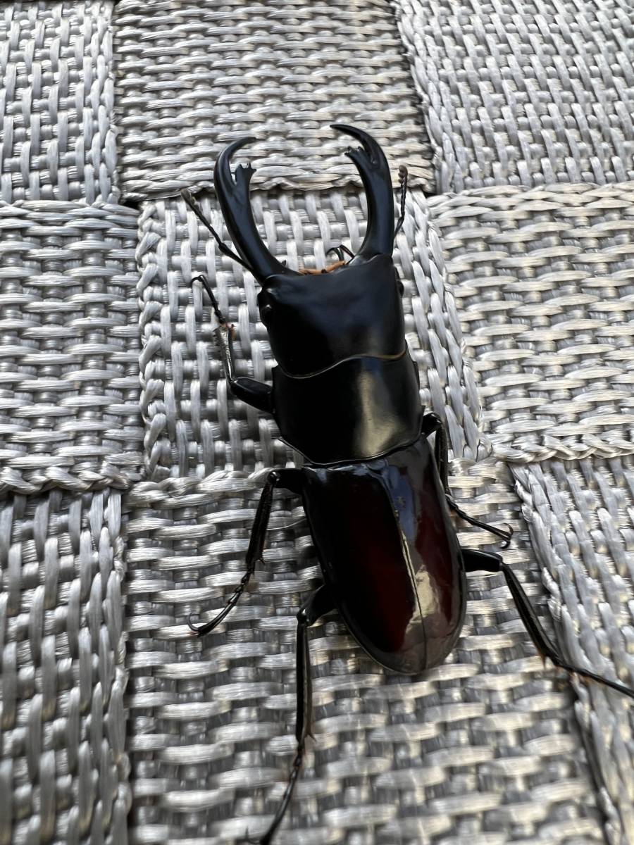 チュチェンセスジ　初２令幼虫　５頭　WF3　　セスジ　セスジクワガタ