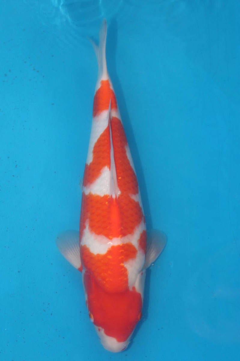 DIRECT鯉　室生養鯉産　ジャンボ当歳　紅白　37cm（0115-4）