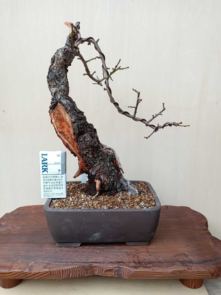 梅（桜狩り）極太、一重ピンク、（花が咲いた時は、桜の花と間違えます　樹高37cm