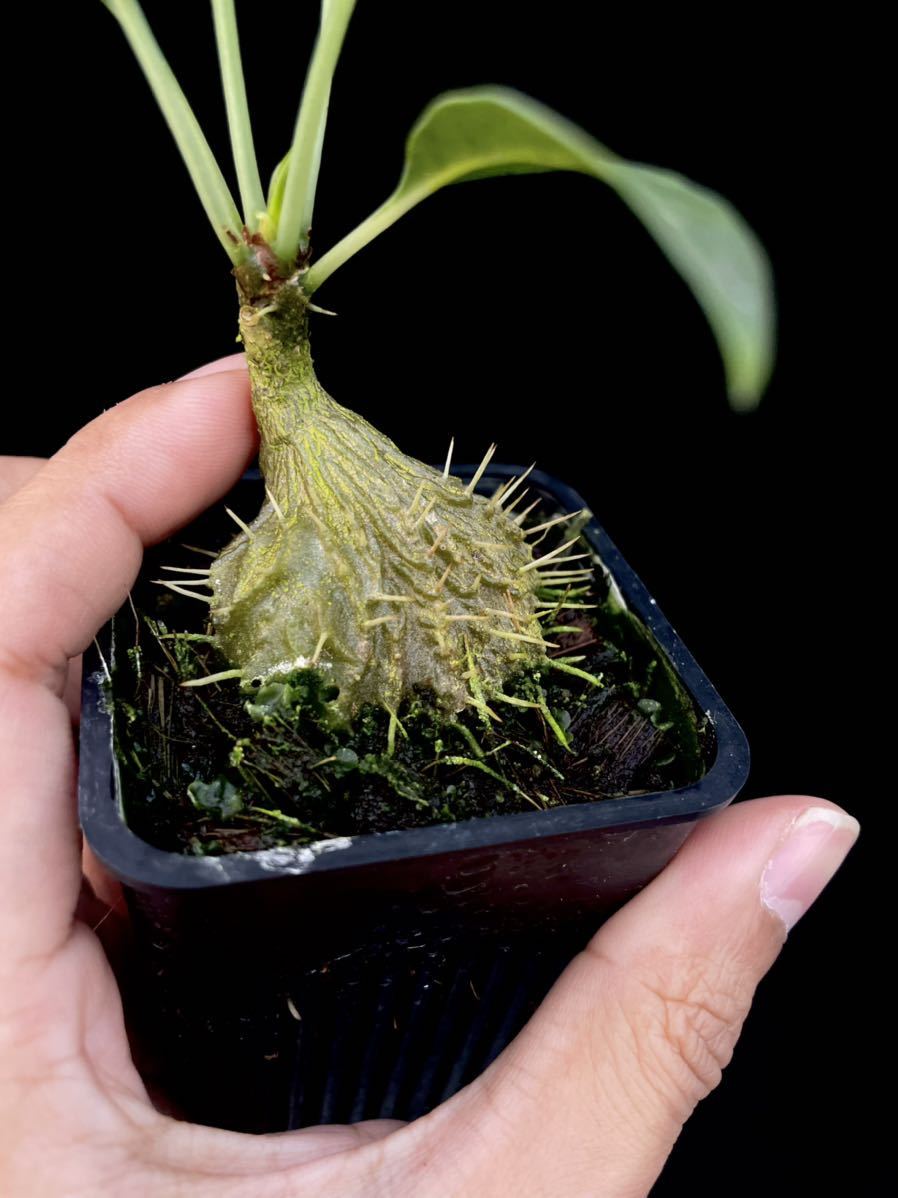 Myrmecodia tuberosa アリ植物 Myrmecodia tuberosa アリ植物