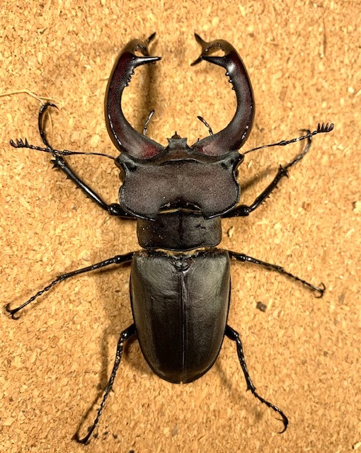 ユダイクス　ミヤマ　トルコ産　♂93.1mm　CBF1　♂単品【ルカヌスの里】