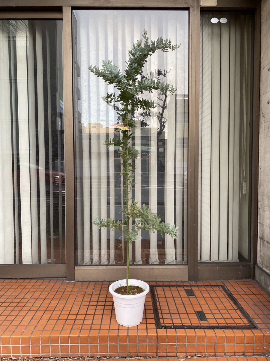 ミモザアカシア　高さ約160㎝