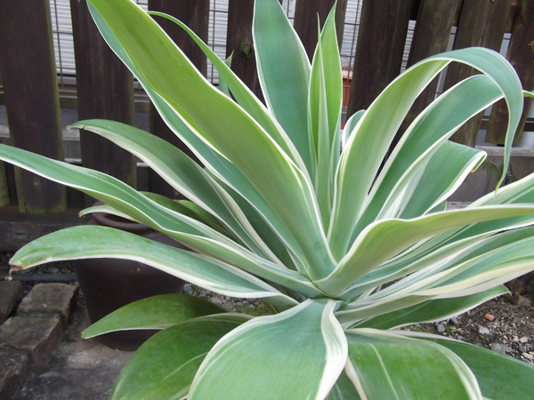 アガベ アテナータ レイオブライト 白覆輪 ハーフムーン 変わり斑 糊斑