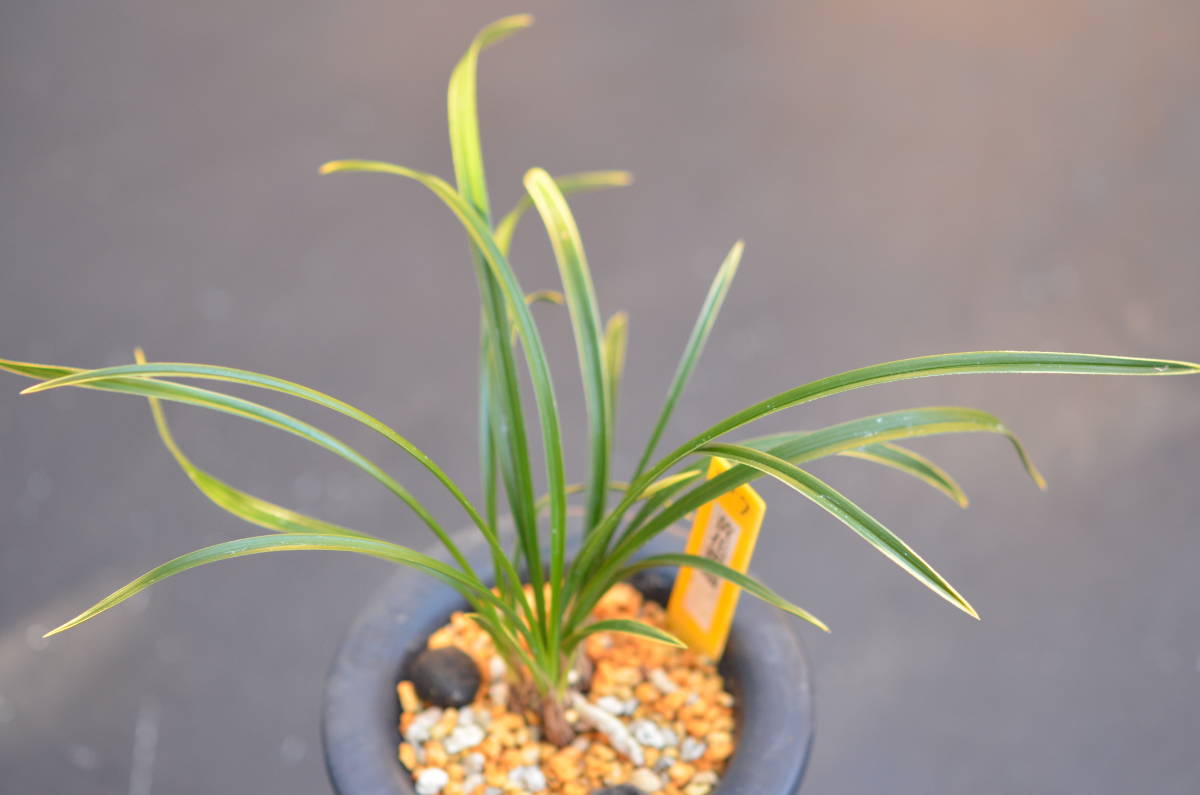 日本春蘭 山野草 鉢植え 無名 紺覆輪黄花 花2 - 超希少品 黄輪」