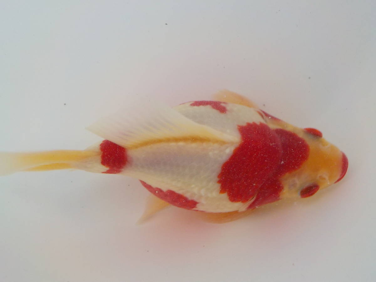 新潟県「いやしの郷」産 玉サバ 2歳 ②