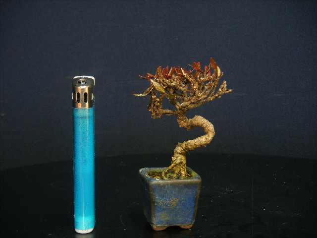 ★★★ミニ盆栽＞縮緬葛＞ミニ素材“短寸仕立て＞古木”★★★樹高5.5cm縮緬葛　チリメンカズラ捻転模様木　ミニ盆栽　ミニ素材　　　　　