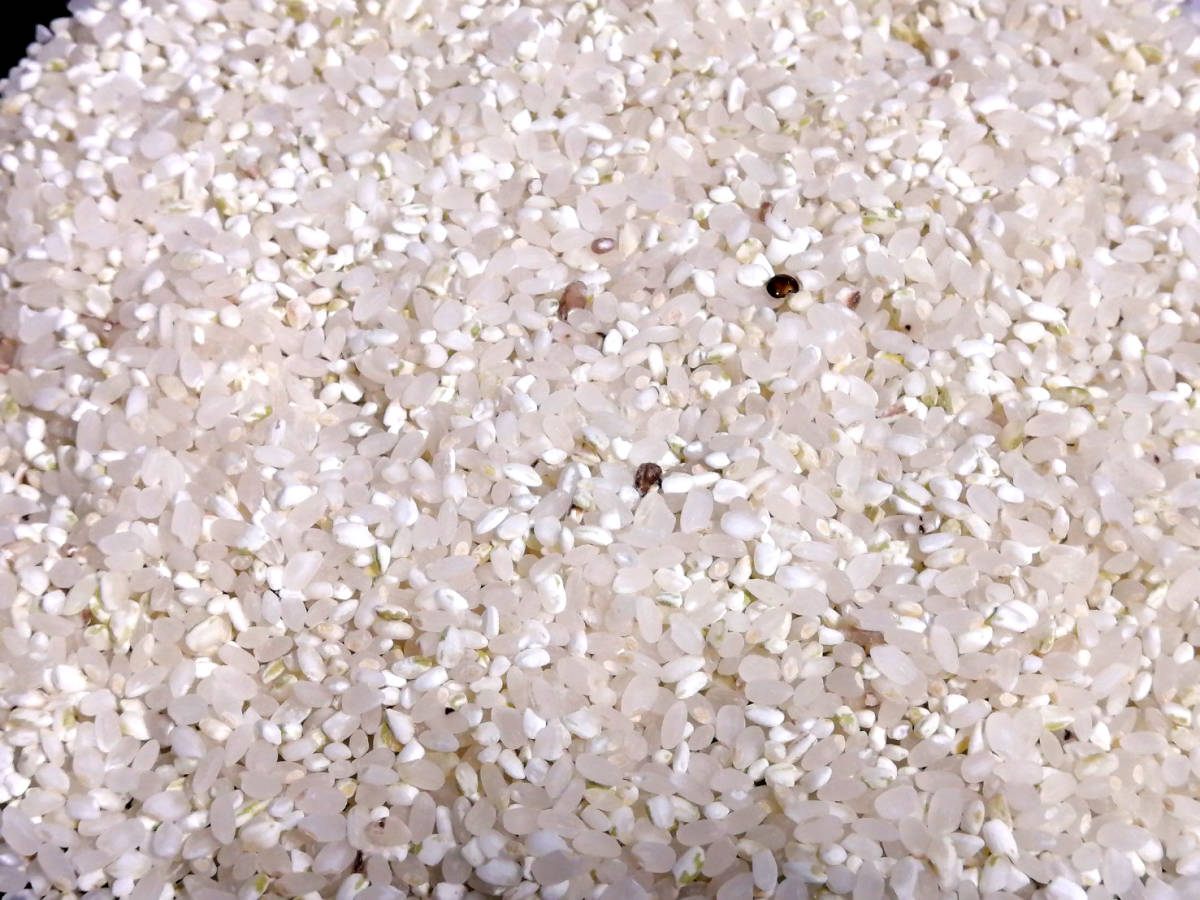 【送料無料】クズ米　砕き米　25キロ①