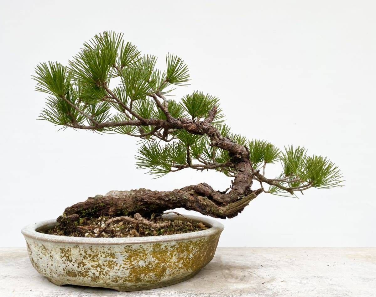 白木盆栽園 四国原産 四国五葉松 中品 盆栽 黒松赤松五葉松真柏杜