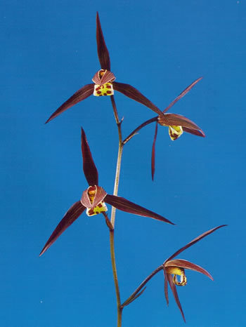 土佐寒蘭・一紅・（濃紅花広弁）・（３条立ち）