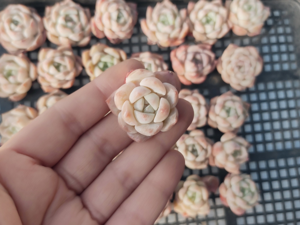 0131-S008ジェイドリリー30個 ☆多肉植物　エケベリア　韓国　