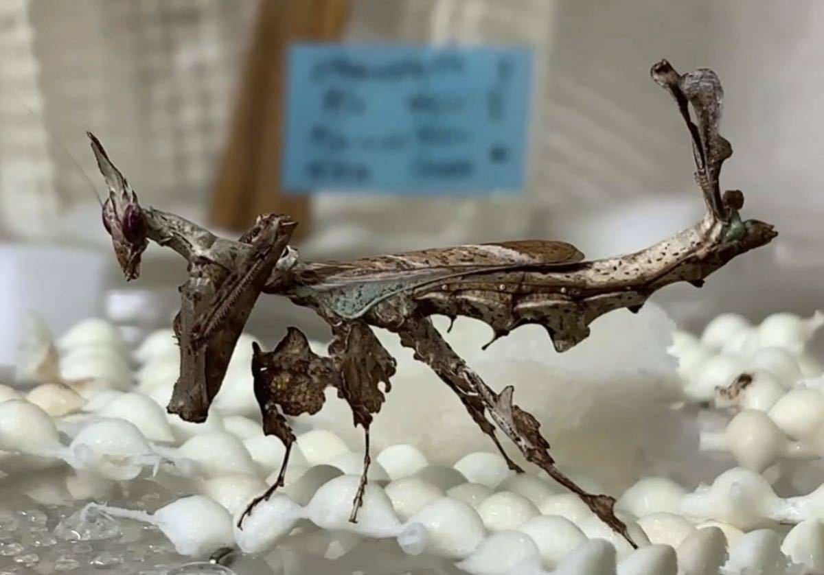 Stenophylla lobivertex ペルー産　幼虫　　　ドラゴンマンティス　カマキリ　ペット　鑑賞　保証あり